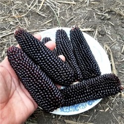 Кукуруза Чёрный Попкорн — Black Popcorn (20 семян)