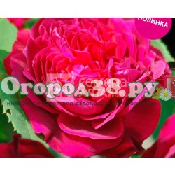 Роза Сивил 1шт (шраб) малин-пурпур зимостойкая (Премиум)