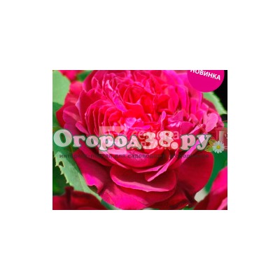 Роза Сивил 1шт (шраб) малин-пурпур зимостойкая (Премиум)