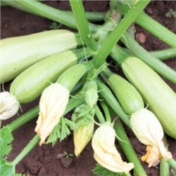 Цукино Белый из Триеста — Bianca di Trieste Zucchino (5 семян)