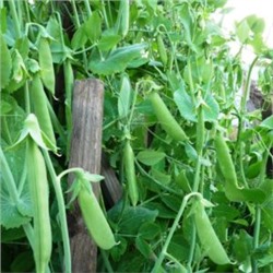 Горох Мангетоут Сладкая Сенсация — Mangetout Peas Sweet Sensation (10 семян)