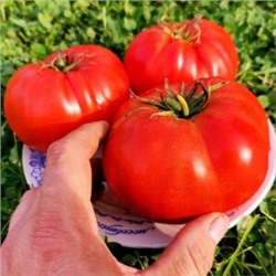 Помидоры Ранневесенний Король — Spring King Early Tomato (10 семян)