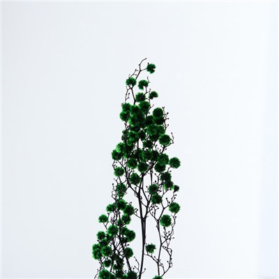 Сухие цветы «Молочай Миля» , 25 г, длина — 70 см, цвет зелёный