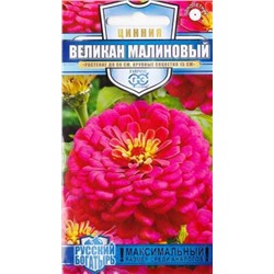 Цинния Великан малиновый