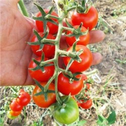 Коктейльные Черри Помидоры Tomato Tommy Toe — ТоматоТомаТой (10 семян)