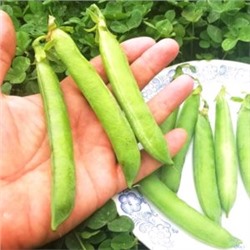 Горох Английский Выставочный — Exhibition English Peas (10 семян)