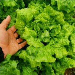 Салат Древнегерманского Племени Батавов — Bataafse lettuce Salade (50 семян)