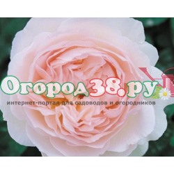 Роза Ганимеда 1шт (столепестковая) белая с нежно-роз.оттенком зимостойкая (Премиум)