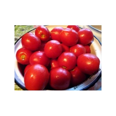 Помидоры Балкон Стар — Balcon Star Tomato — Горшечные (10 семян)