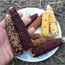 Кукуруза Индейцев Кочити — Cochiti Popcorn (25 семян)