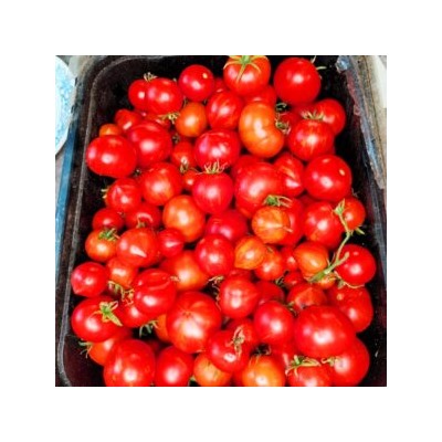 Пестролистные Помидоры Гендальф — Gandolf Variegated Tomato (10 семян)