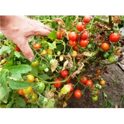 Помидоры — Crazy Cherry Tomato (10 семян)
