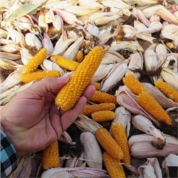 Кукуруза Мальчик с Пальчик — Tom Thumb Popcorn (25 семян)