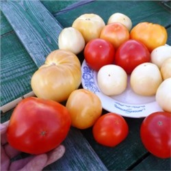 Помидоры Честное Слово Ливингстона — Livingston’s Honor Bright Tomato (10 семян)