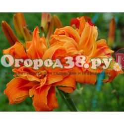 Лилейник Эприкот Бьюти  оранж с желт полосами (С+)