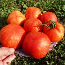 Помидоры Elberta Peach — Полосатый Персик (10 семян)