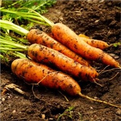 Морковь Скороспелка Маленькие Пальчики — Early Little Fingers Carrot (300 семян)