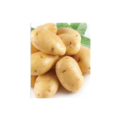 Картофель семенной Лина элита (2,5кг)