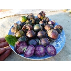 Физалис Фиолетовый — Purple Tomatillo (20 семян)