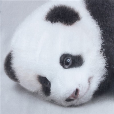 Постельное бельё «Этель» Funny panda, 1.5 сп., 143х215 см., 150х214 см., 50х70 см. - 1 шт., 100% хлопок, бязь