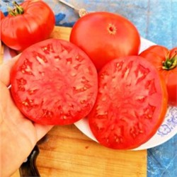 Помидоры Моя — Moya Tomatoes (10 семян)