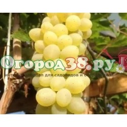 Виноград Белый ранний плодовый