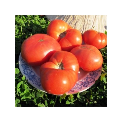 Помидоры Гном Розелла Гигант — Giant Dwarf Rosella Tomato (10 семян)