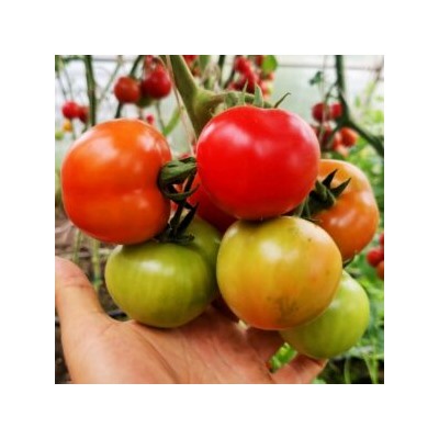 Помидоры Дикий Ангел — Muñeca Brava Tomato(СУПЕР УСТОЙЧИВОСТЬ к КЛАДОСПОРИОЗУ) (10 семян)