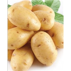 Картофель семенной Лина элита (4кг)