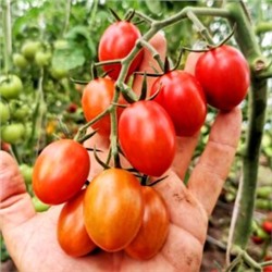 Помидоры Милашка Аннабель — Pretty Annabel Tomato (10 семян)