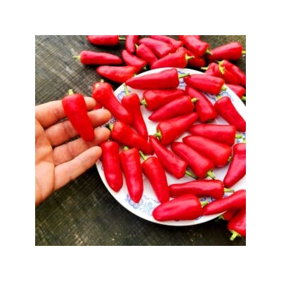 Корнишонный Перчик Сладкие Пикули — Sweet Pickle Peppers (10 семян)