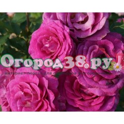 Роза Вайолет парфюм 1шт (ч/г) фиолет-розовая