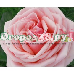 Роза Донателло 1шт (ч/г) розовая