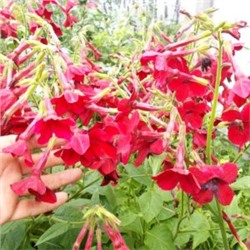 Красный Душистый Табак Сандера — Red Nicotiana Sanderae (100 семян)