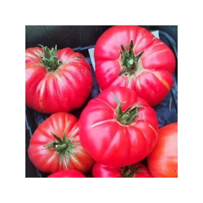 Пурпурные Помидоры Тётушки Джини из Старой Германии — Aunt Ginny’s Purple Tomato (10 семян)