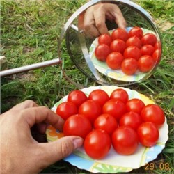 Помидоры Маленький Поцелуй Герани — Little Geraniums Kiss Tomato (10 семян)