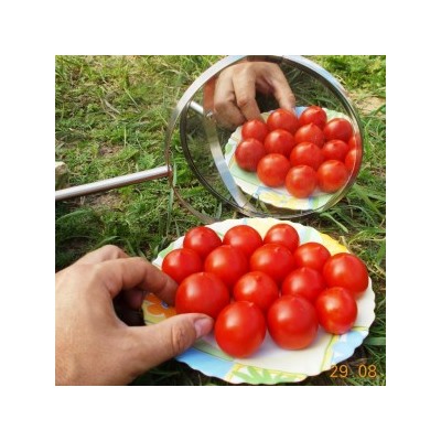 Помидоры Маленький Поцелуй Герани — Little Geraniums Kiss Tomato (10 семян)