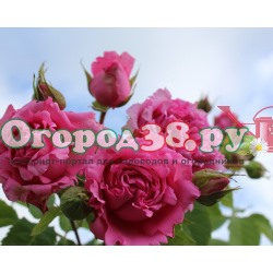 Роза Бьенвеню 1шт (плетистая) розовая