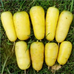 Морковь Мшак Узбекская Жёлтая (100 семян)