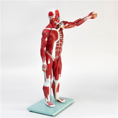 Макет "Тело человека, мышцы, внутренние органы", разборный 78см