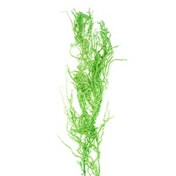 Сухие цветы амаранта, 100 г, размер листа: от 50 до 60 см, цвет зелёный