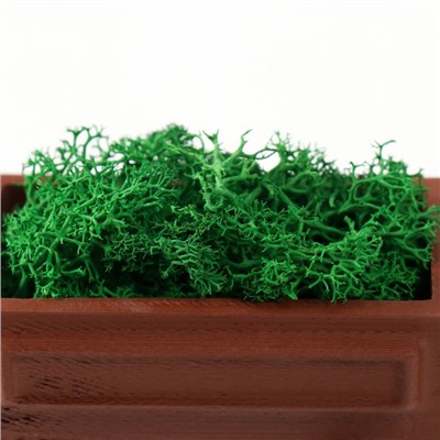 Кашпо бетонное мини "Ретро радио" со мхом светло коричневый 8х4х4,5см (мох зеленый стабил.)