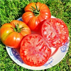 Пурпурные Помидоры Тётушки Джини из Старой Германии — Aunt Ginny’s Purple Tomato (10 семян)