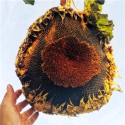 Семена с РЕКОРДНОГО Серого Кардинала Подсолнечника — Gray Cardinal Sunflower (10 семян)