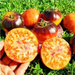 Помидоры Любовное Наслаждение от Близости при Свете Дня — Afternoon Delight Tomato (10 семян)