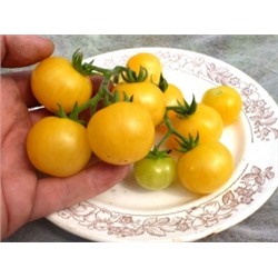 Помидоры Gajo de Melon — Ломтик Дыни (10 семян)