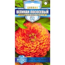 Цинния Великан лососевый