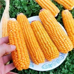 Кукуруза Северная Ранняя Пташка — Early Riser Corn (20 семян)