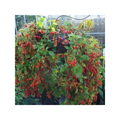 Помидоры — Cherry Cascade — Вишнёвый Водопад (10 семян)