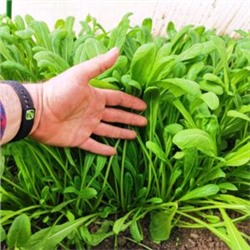Зелень Мибу — Мибусаи — Мибуна (壬生菜) (100 семян)